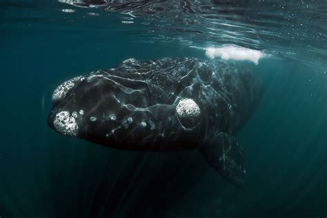 northern pacific right whale